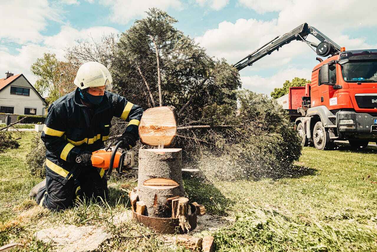 Best Tree Disease Treatment  in Liberty Triangle, FL